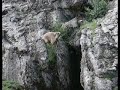 MARMOTA