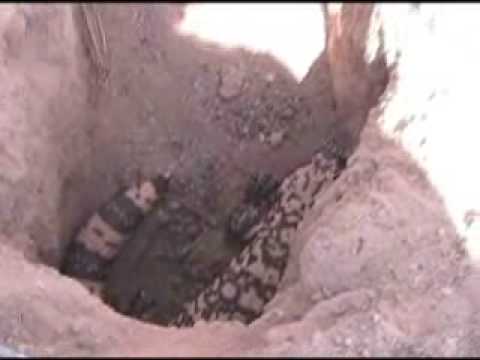 Gila Monster in the Wild