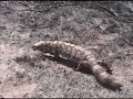Gila Monster in the Wild Gila Monster in the Wild