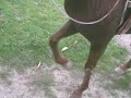 Caballo Alazan Bailador part.3