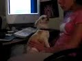 Perrita Cantante Mujer contra mujer, Chihuahua Dog Singing Perrita Cantante Mujer contra mujer, Chihuahua Dog Singing