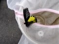 Taiwan Birdwing Taking Off Taiwan Birdwing Taking Off