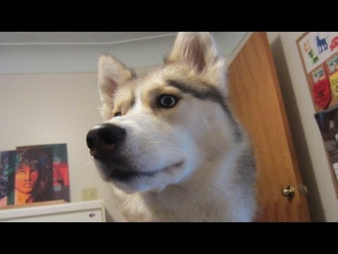 inu