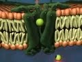 Active Transport