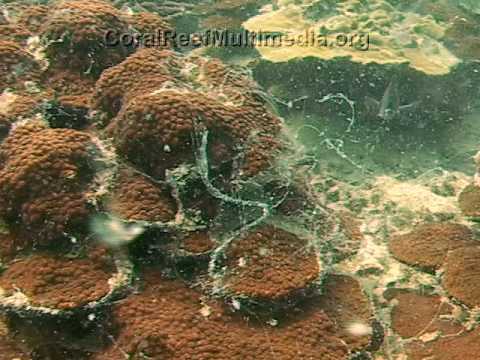 how to dissolve sputum