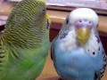 TheBudgieBirds - Silent Budgies