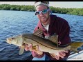 Everglades Snook Fishing by Apollobeachsam Everglades Snook Fishing by Apollobeachsam