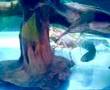 arowana
