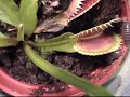 Fly Trap Fly Trap