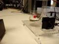 videos de dancing oyster.MPG