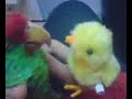 perico  besucon