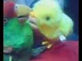 perico  besucon