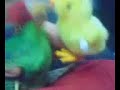 perico  besucon