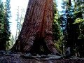 Grizzley Giant, Mariposa Grove of Giant Sequoias, Yosemite