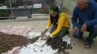 صناعة رب الخروب / اورط وادي سلامة / 2009 صناعة رب الخروب / اورط وادي سلامة / 2009