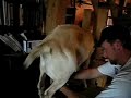 Milking Fanny the Goat in the Farmer\ Milking Fanny the Goat in the Farmer\