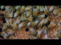Pollen Nation Trailer