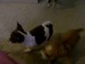 videos de Ridiculously Cute puppies