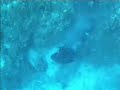 Dusky grouper Dusky grouper