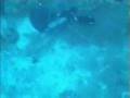 Dusky grouper