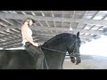 Ynte - Friesian Gelding For Sale