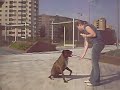Bully, un boxer genial 2/2
