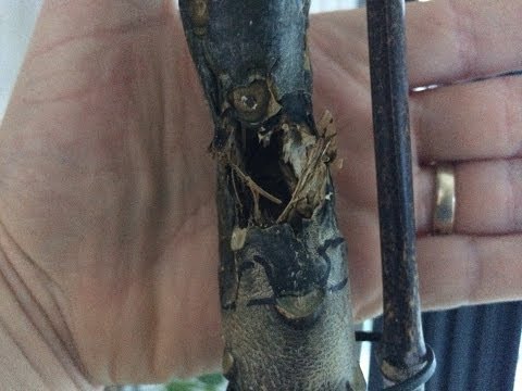 how to fertilize plumeria