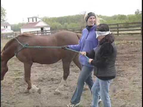 Leadership & Horses: L-E-A-D Workshops