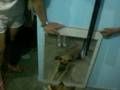 Procurando Cachorro
