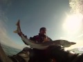 Sharks in a kayak