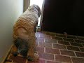 Wagging for leaves