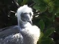 Mating Frigatebirds