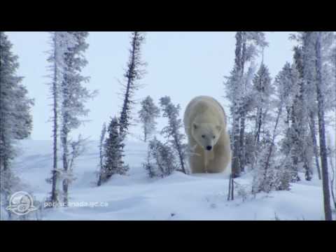 See video