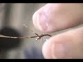 Tying the Magic Brown Fly Tying the Magic Brown Fly
