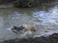 pups 7 1/2 months