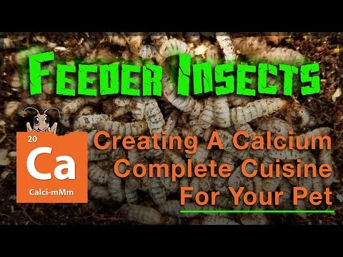 YouTube reptile video