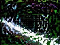 ddr   butterfly