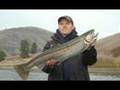 Ocean-Run Rainbow Wrangling - 20+ Pound Trout