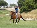Starlite N Hickory - Quiet Gorgeous young gelding