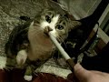 Long Lost Sister Of Maru. My Kitty Playing With A Sharpe