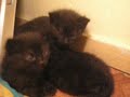 Kittens