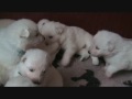 Zwitserse Witte Herder pups Jewel of Joy - 3 weken oud - E-nest