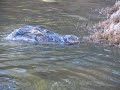 Junior feeds Caiman