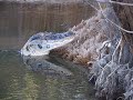 Junior feeds Caiman