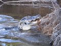 Junior feeds Caiman