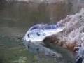Junior feeds Caiman