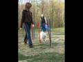 Agility Team ŠKD Ljutomer-Križevci