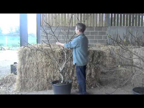 how to fig tree