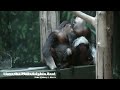 Philadelphia Zoo Douc Langur Pair Looking All Around Together