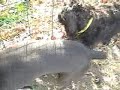 Dogs Update Status How Are They Doing? DarnFar